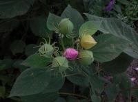 COMMUNITY GARDEN